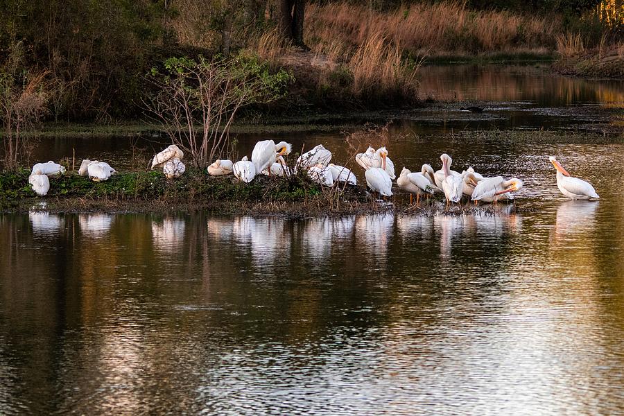 Flock of White Pelicans Preening Photograph by Mary Ann Artz