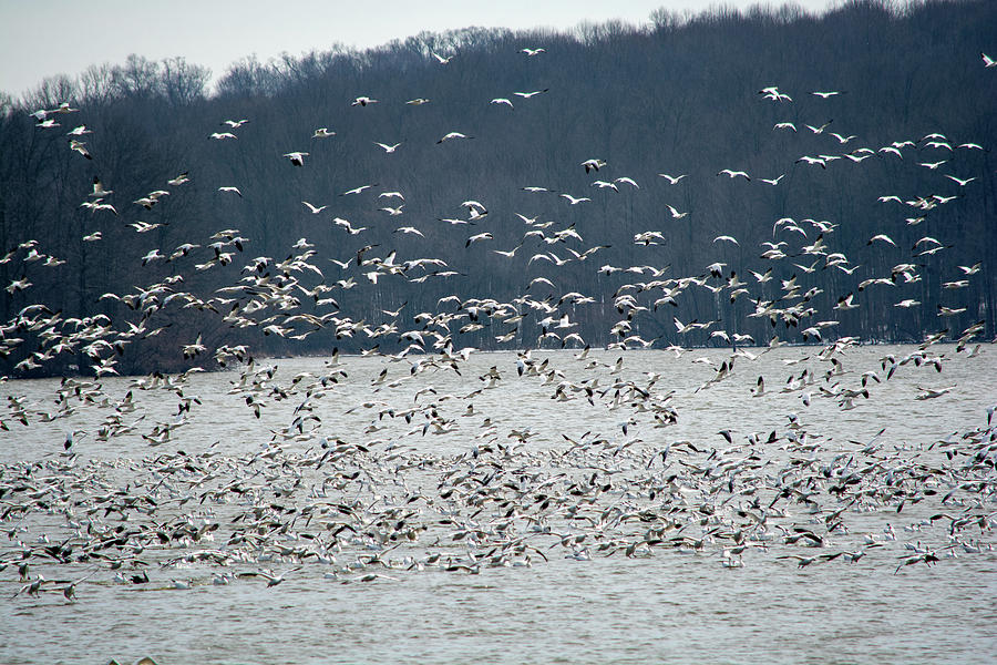 Flock of White Snow Geese by Jennifer Wick Flock of White Snow Geese by Jennifer Wick
