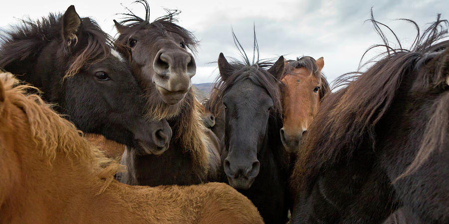 Flock Of Young Horses Photograph by Arctic-images