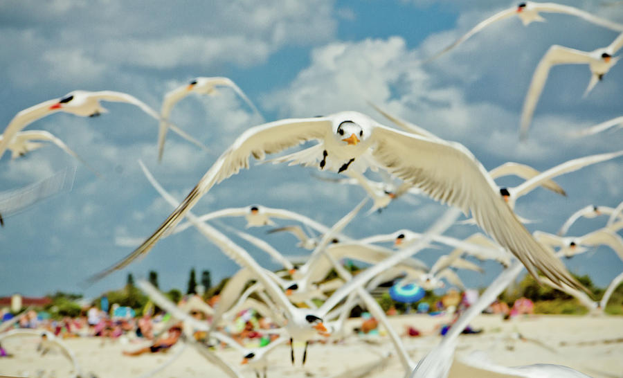 Flock Seagull Taking Flight On Beach Photograph by By Meaghan Browning