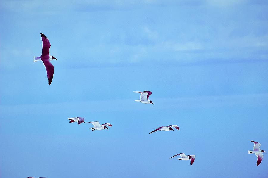 Flock Together by WhiteoakorganicsLLC Gallery Flock Together by WhiteoakorganicsLLC Gallery