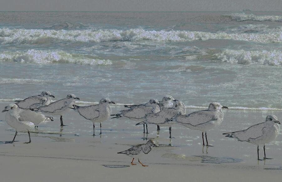 Daytona Beach Photograph - Flocking Gulls by Barbie Corbett-Newmin