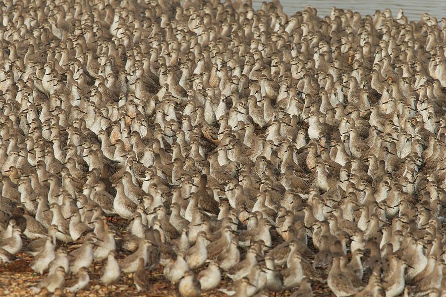 Flocks Of Knot In Winter Plumage Photograph by Sarah Darnell
