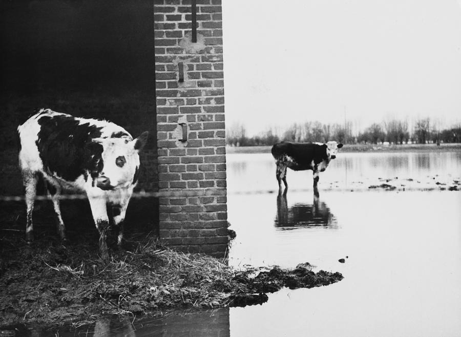 Flooded Farm At Normandy In France On Photograph by Keystone-france