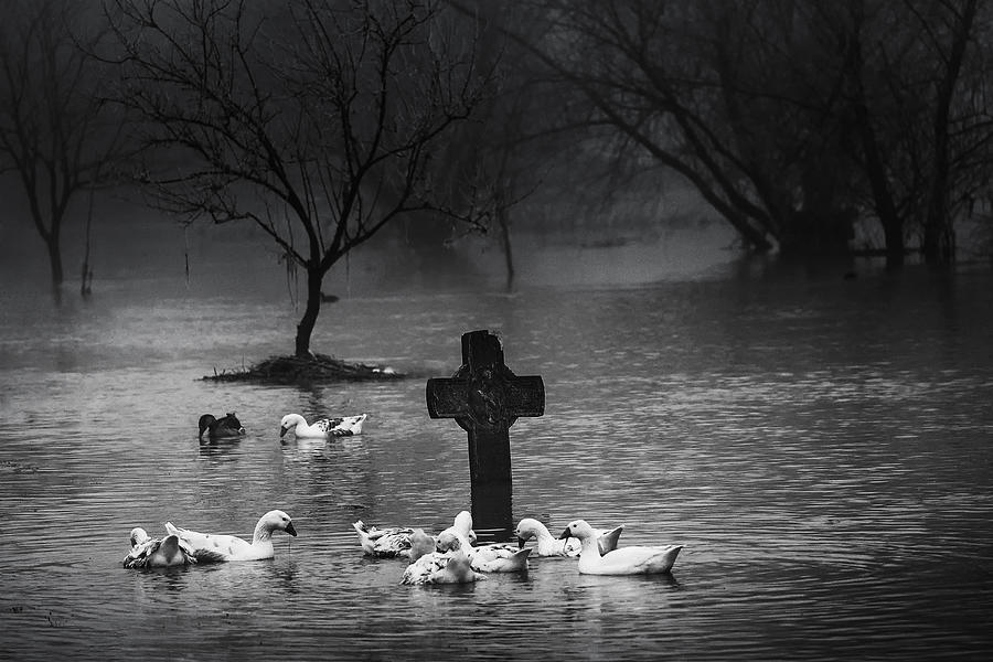 Winter Photograph - Flooded by Marius Cintez?