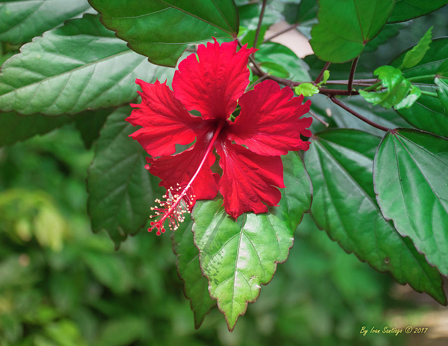 Flor De Maga - Puerto Rico's National Flower Photograph by Ivan
