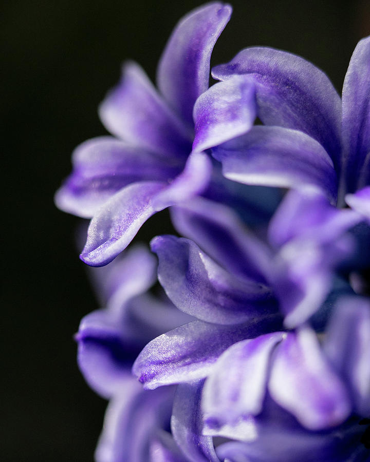 Flora 16 Photograph by Ryan Weddle Flora 16 Photograph by Ryan Weddle