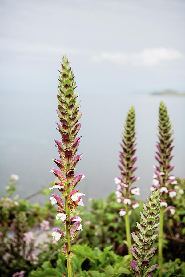 Flora On Llanquihue Lake, Puerto Varas, Region De Los Lagos, Chile, South America Photograph by Gnther Bayerl