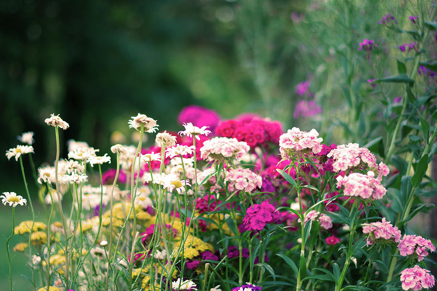 Floral Abyss Photograph by Zachary Strickland | Fine Art America