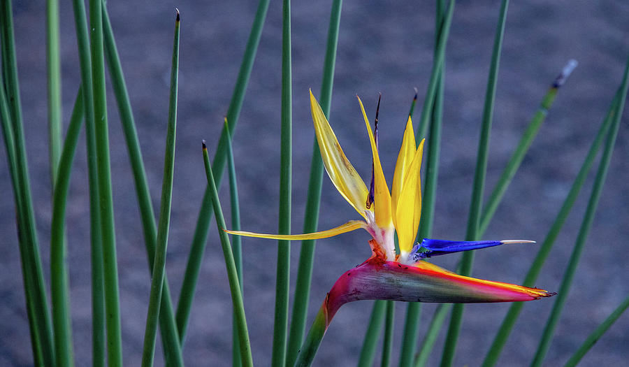 Floral Art, Bird of Paradise Photograph by Marcy Wielfaert
