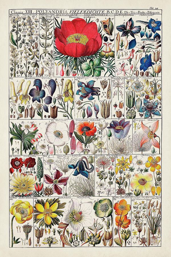 Floral Chart Painting by Vision Studio - Fine Art America