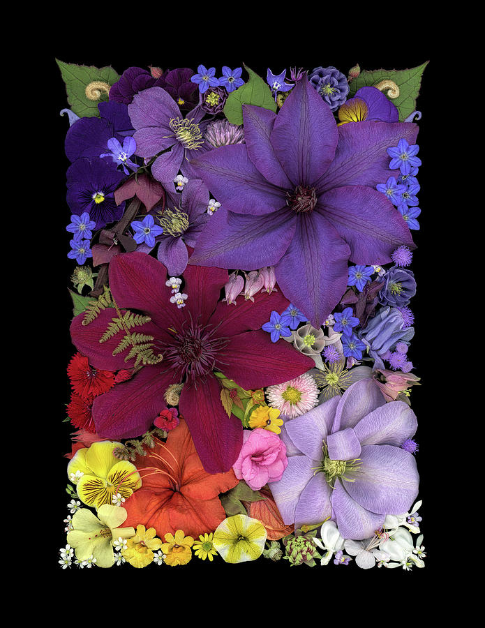 Flower Photograph - Floral collage 13  by Sandra R Schulze Photography