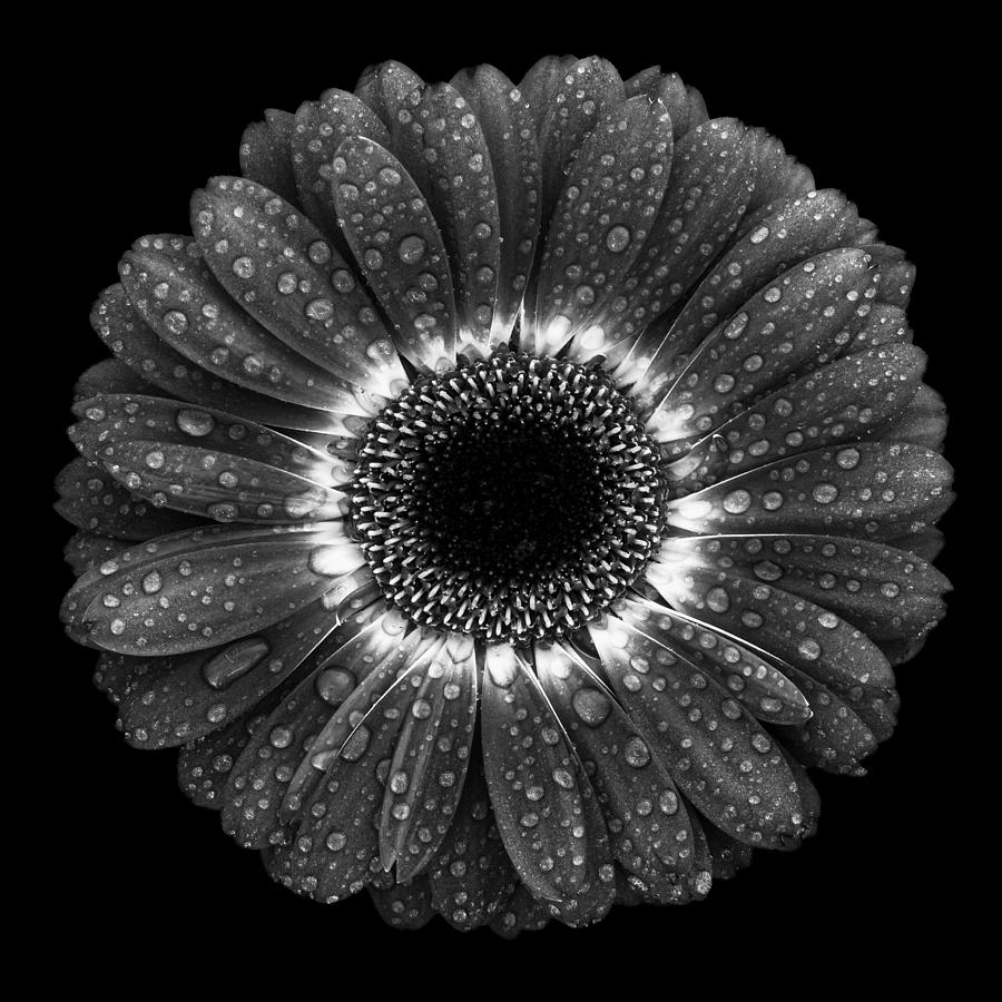 Floral Drops Photograph by Milton Mpounas