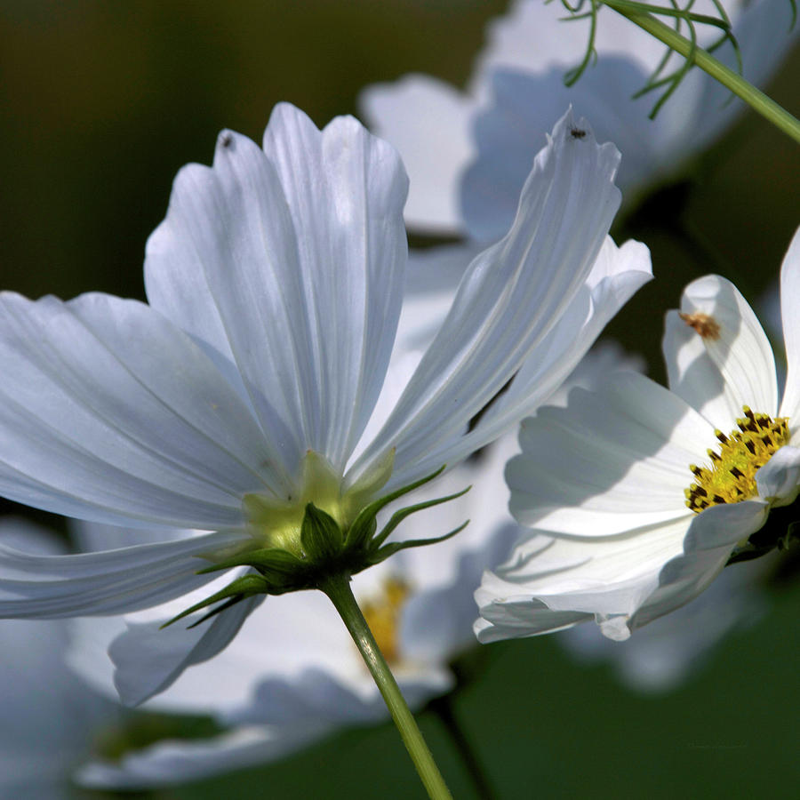 Floral Early Light On White Fall Flowers SQ Format Photograph by Thomas ...