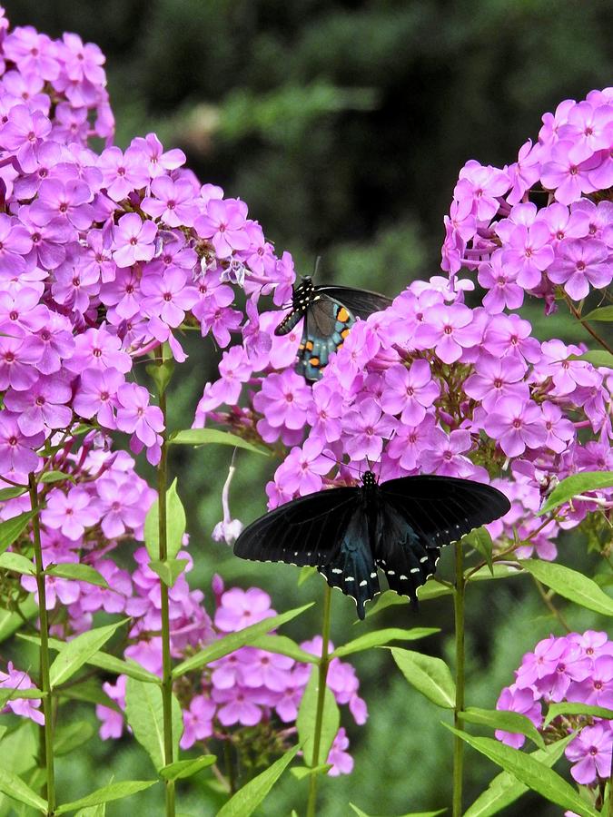 Floral Feast For The Butterflies Photograph by Kathy Chism