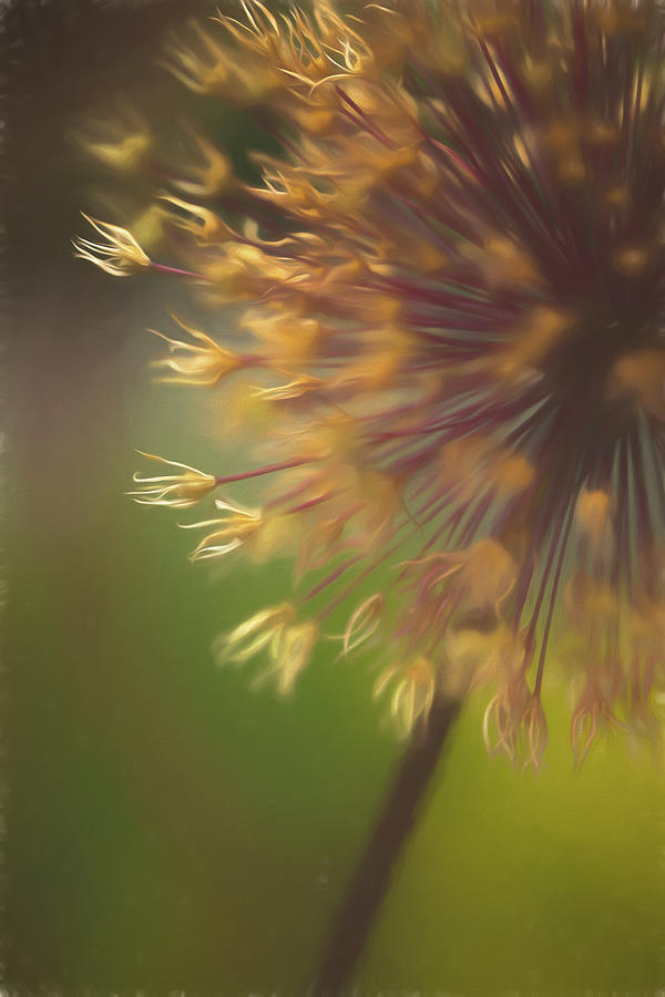Floral Fireworks Photograph by Judi Kubes