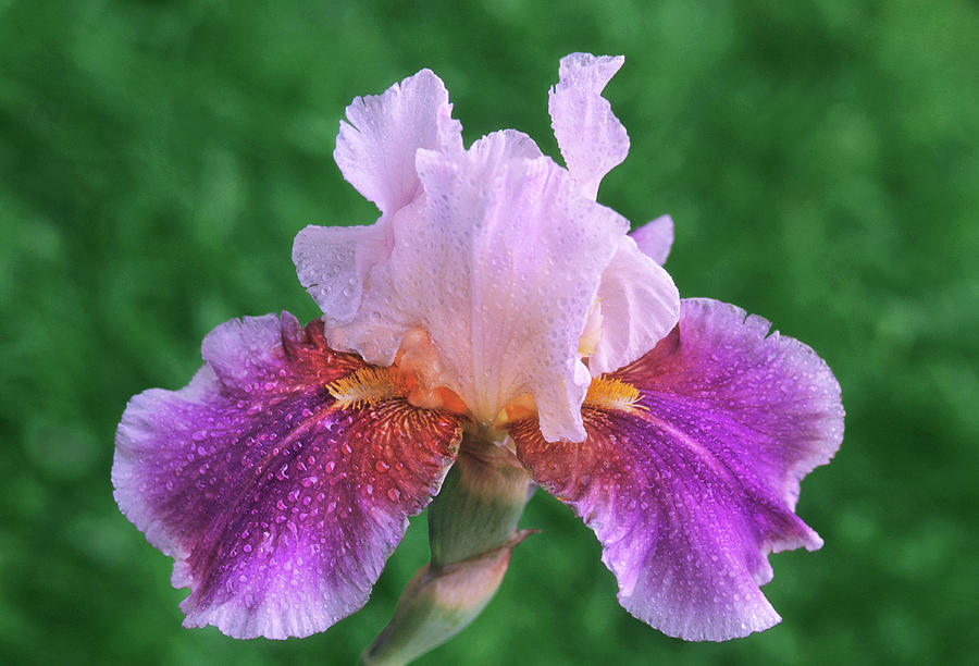Iris Photograph - Floral Flamboyance by Bijan Pirnia