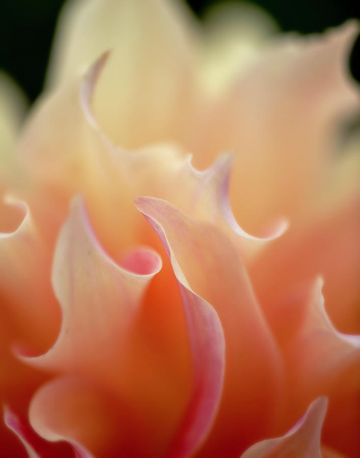 Floral Flames by TL Wilson Photography Photograph by Teresa Wilson