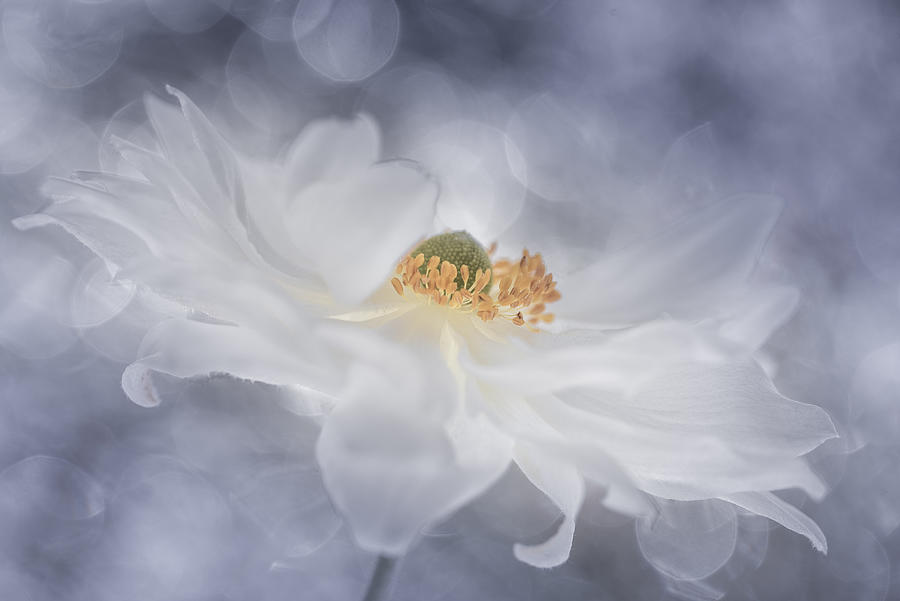 Flower Photograph - Floral Flight by Christl Deckx