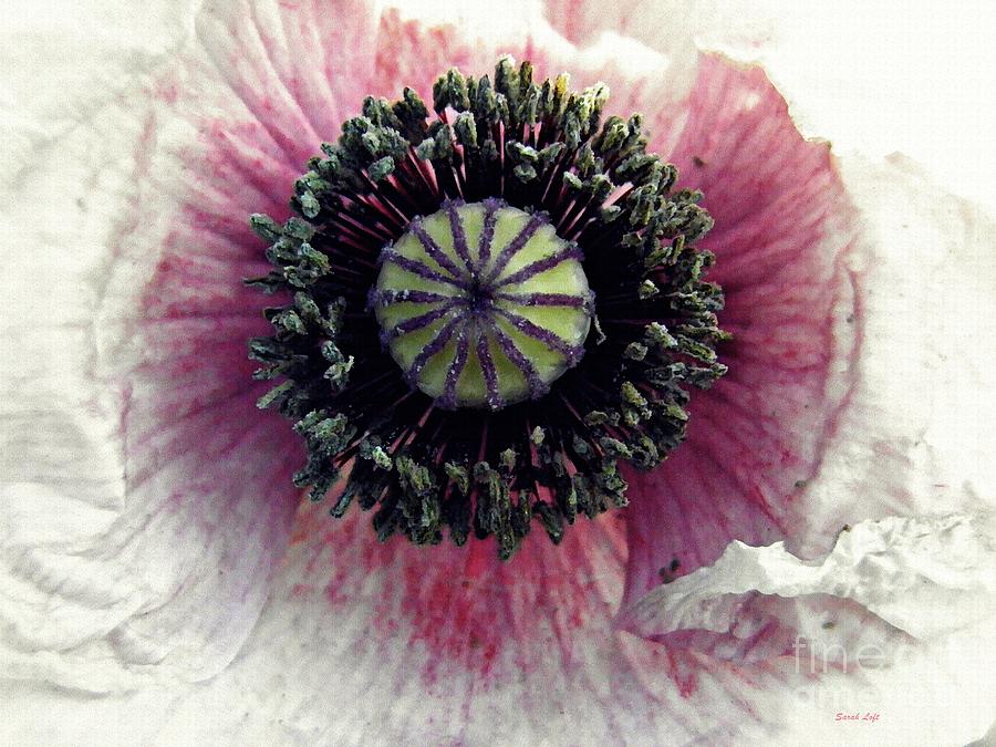 Poppy Photograph - Floral Geometry by Sarah Loft
