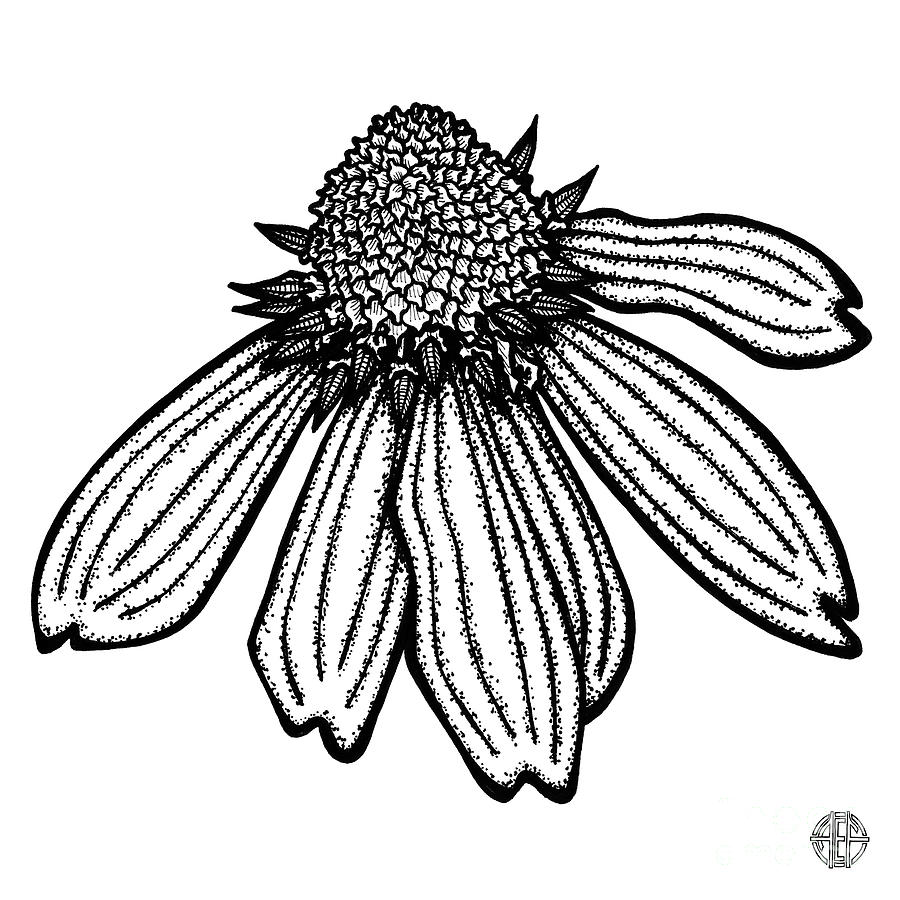 Floral Icon 21 Drawing by Amy E Fraser