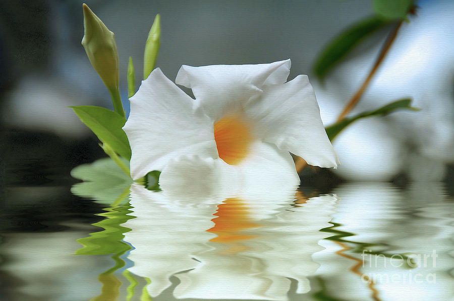 Floral in Water by Elaine Manley Floral in Water by Elaine Manley
