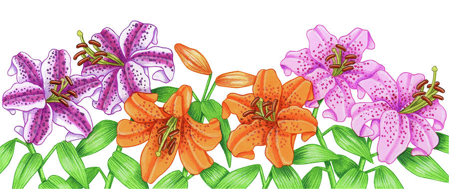 Spring Digital Art - Floral Lillies by Kimura Designs
