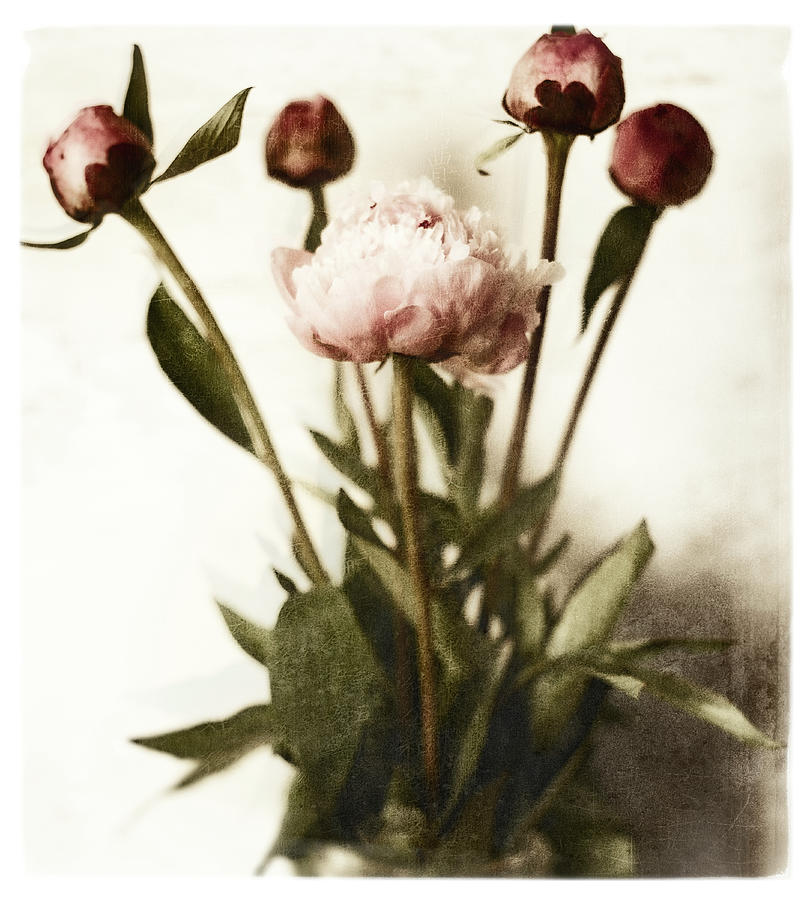 Still Life Photograph - Floral Peonies White Soft No Darks by Michael Harrison