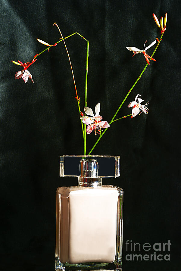 Floral Perfume. Photograph