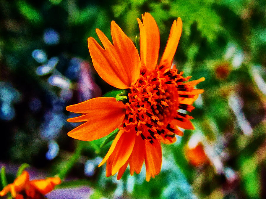 Nature Photograph - Floral Rush Hour by Jeffrey Colin Nature Photograph - Floral Rush Hour by Jeffrey Colin
