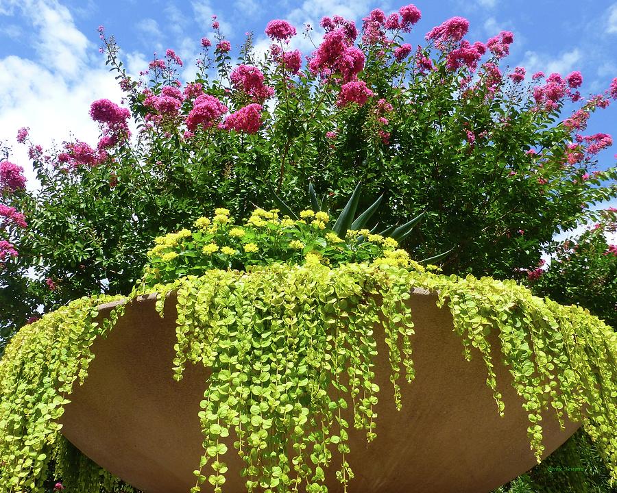 Floral Urn In Washington Dc Photograph
