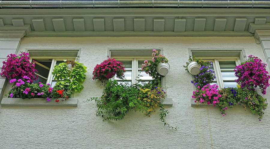 Floral Window Boxes In Heidelberg Germany Photograph by Rick Rosenshein