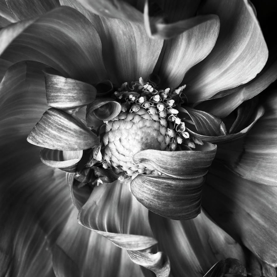 Floral_dahlia_cu1_bw_08.03 Photograph by Michael Harrison