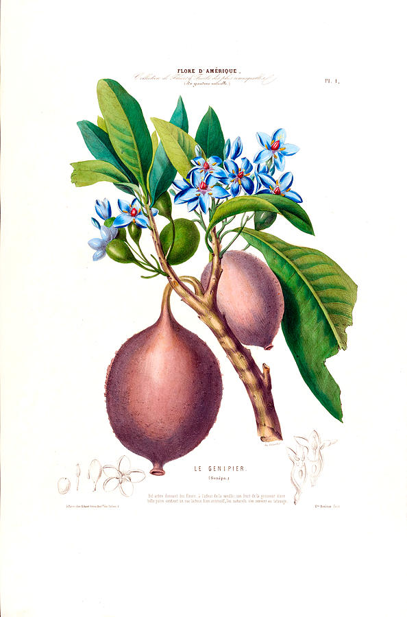 Flore D' Amerique Botanical Le Geniper by Vintage Botanical Gallery Flore D' Amerique Botanical Le Geniper by Vintage Botanical Gallery