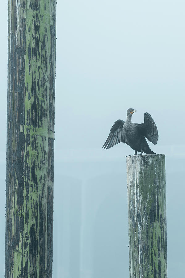 Florence Oregon Cormorant in Morning Fog  Photograph by Scott Slone