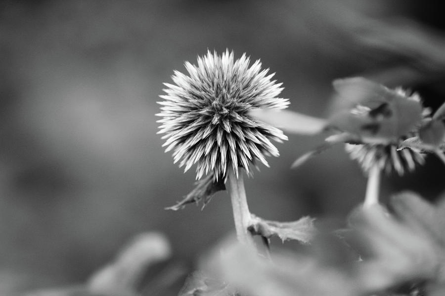 Flowers Photograph by Angela Emanuelsson - Fine Art America