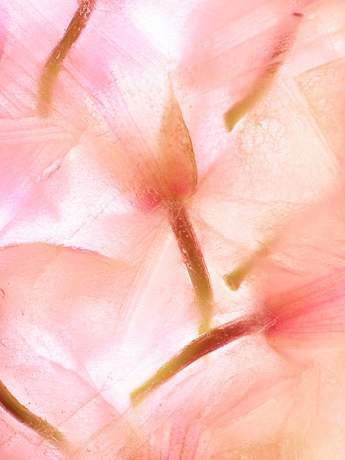 Flower Photograph - Flores Congeladas 594 by Moises Levy
