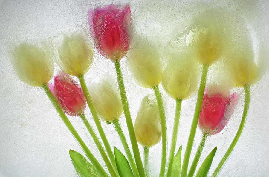 Flowers Still Life Photograph - Flores Congeladas 603 1 by Moises Levy