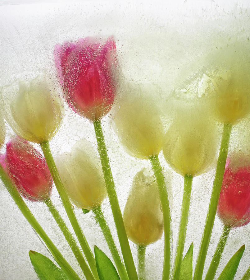 Tulip Photograph - Flores Congeladas 614 by Moises Levy