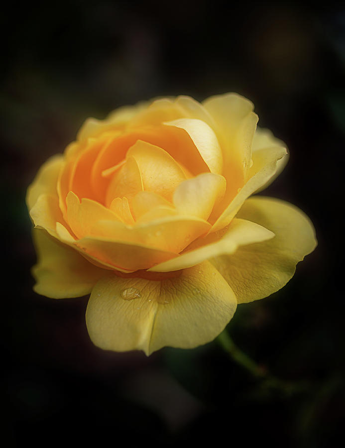 Floribunda Julia Child by Cyndy Doty Floribunda Julia Child by Cyndy Doty