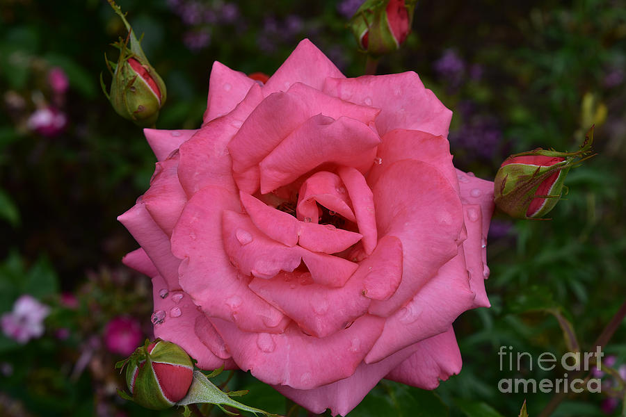 Floribunda Rose - Double Pink Photograph by Yvonne Johnstone