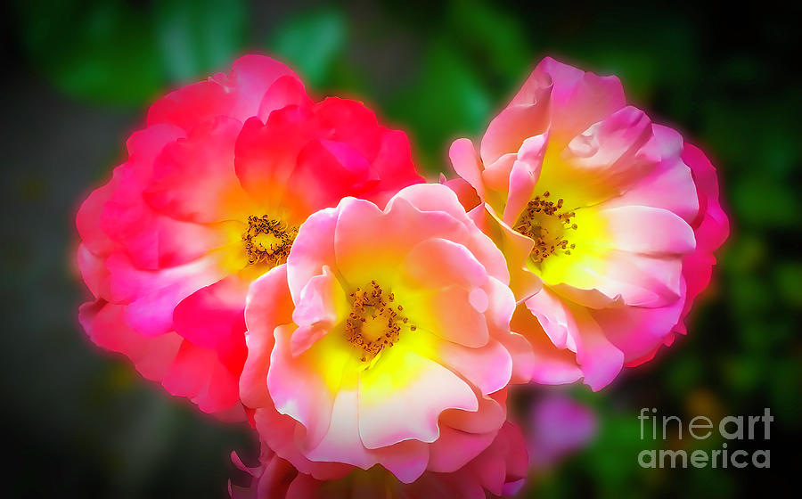 Floribunda Rose Photograph by Frances Ann Hattier - Fine Art America