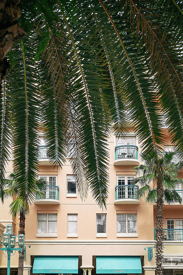 Florida, Boca Raton, Mizner Park, Tropical Palm Tree Facing Pink Building Digital Art by Laura Diez
