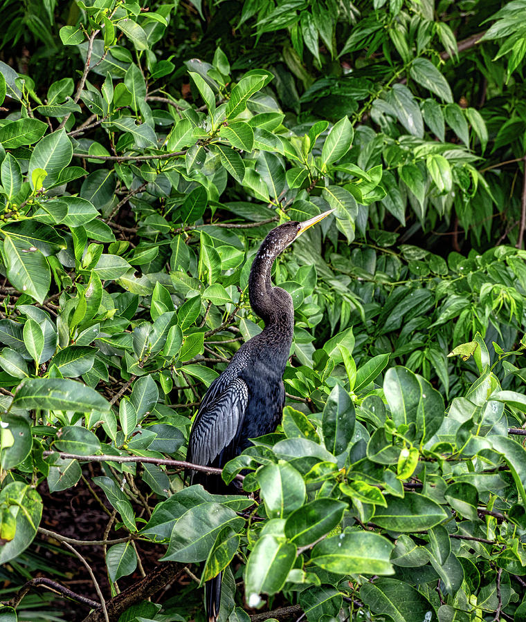 Florida, Boynton Beach, Green Cay Nature Center & Wetlands, Anhinga ...