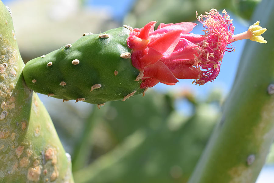 Florida Cactus Flower Photograph by JT Gerosky Fine Art America