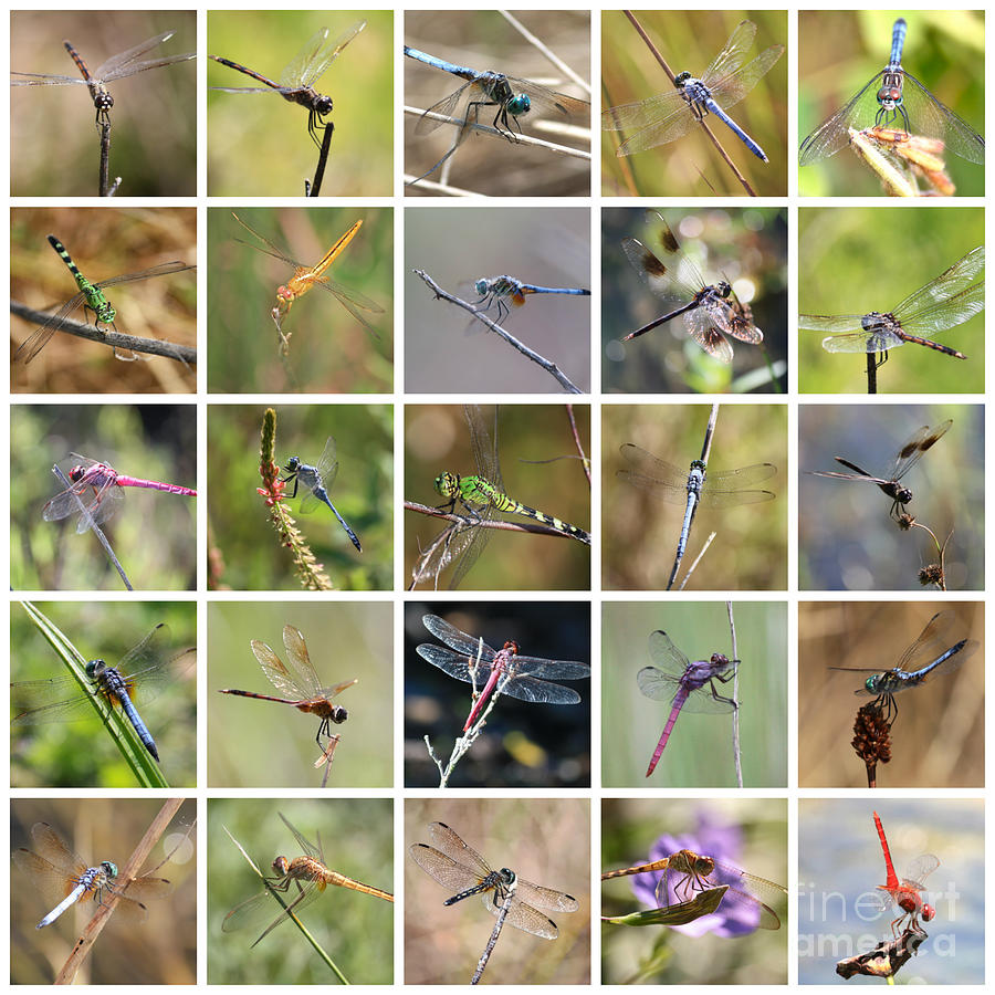 Florida Dragonflies Collage Photograph by Carol Groenen