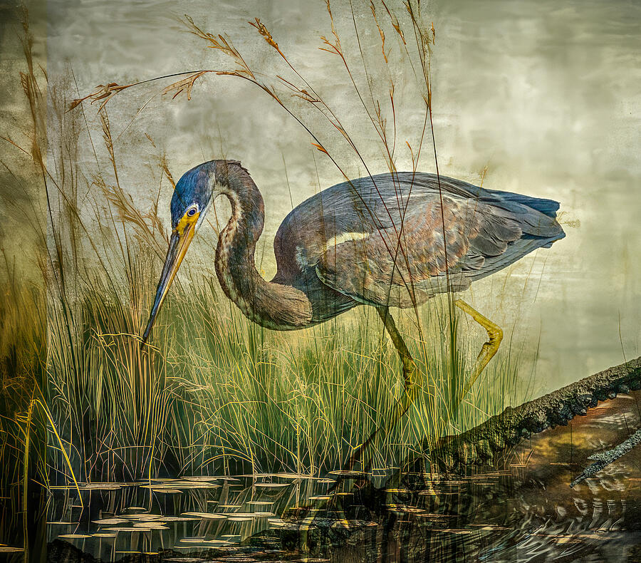 Creative Edit Photograph - Florida Everglades by Barbara Fletcher