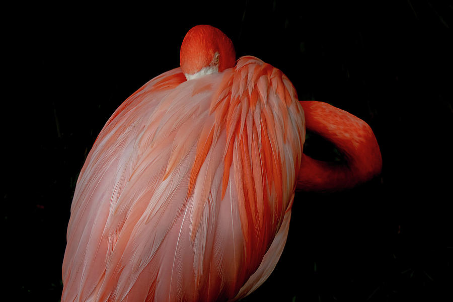 Florida Flamingo #1 Photograph by Mindy Musick King