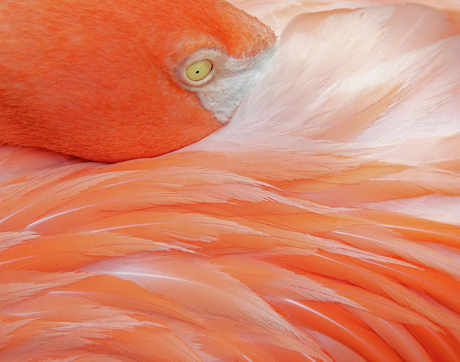 Florida Flamingo #2 Photograph by Mindy Musick King