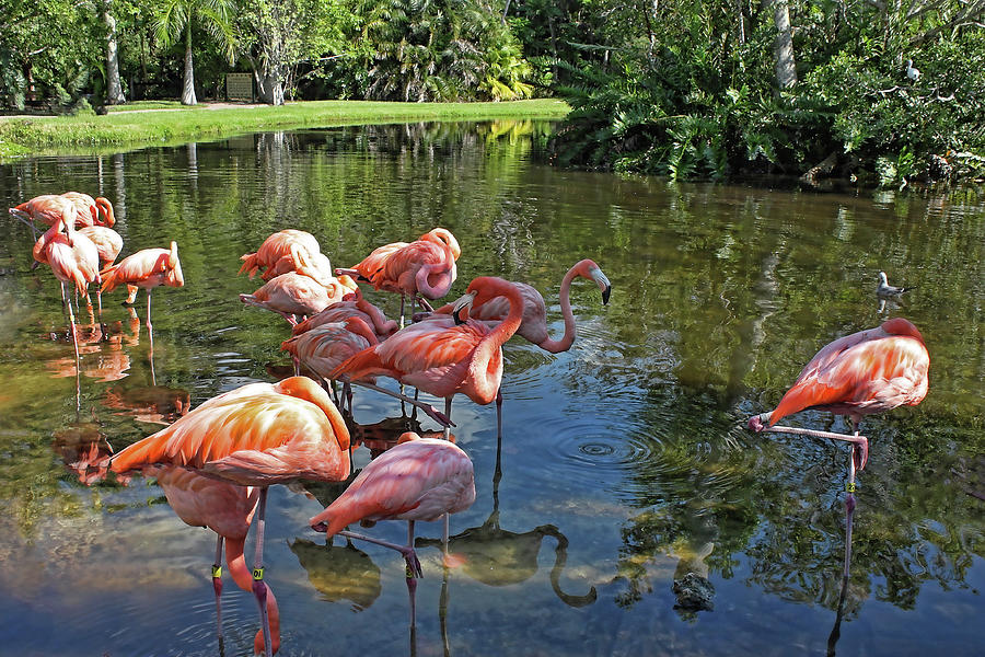 Florida Flamingos Photograph by HH Photography of Florida